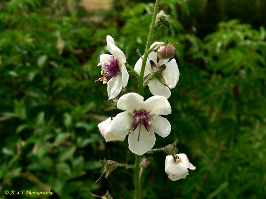 {Verbascum blattaria}